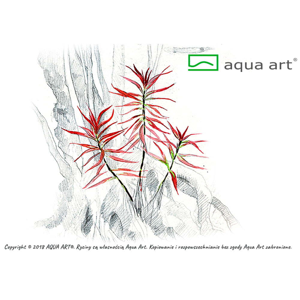 Ludwigia Brevipes In Vitro Kubek.jpg